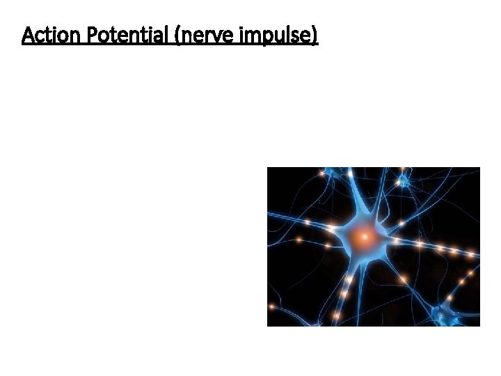 Action Potential (nerve impulse) 