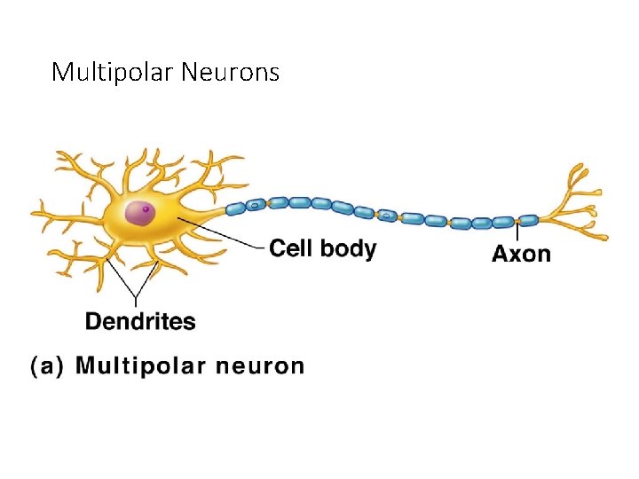 Multipolar Neurons 