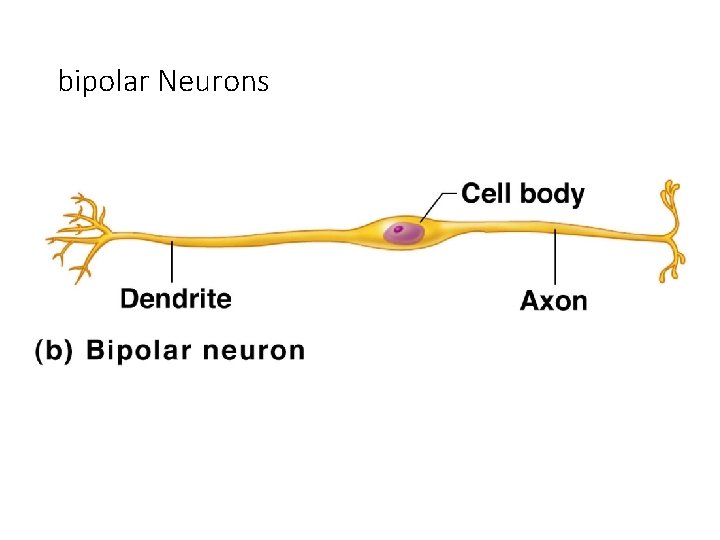 bipolar Neurons 