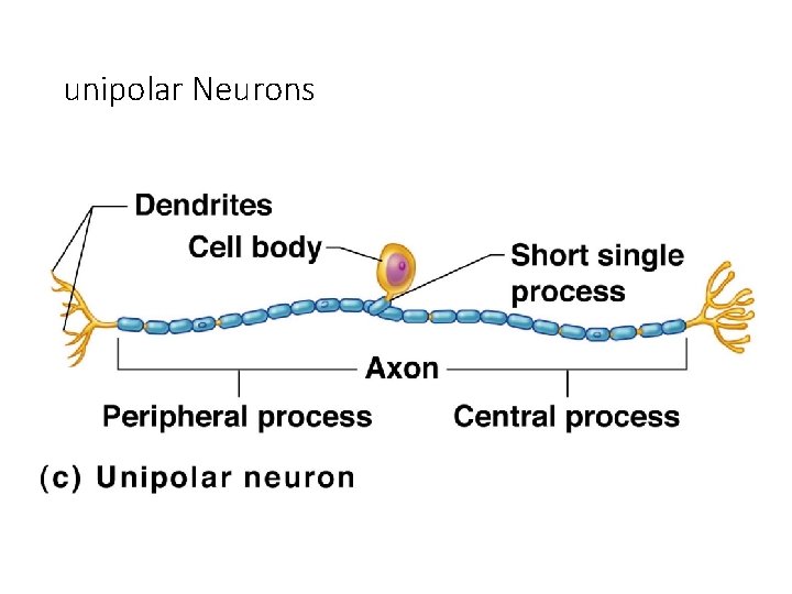 unipolar Neurons 