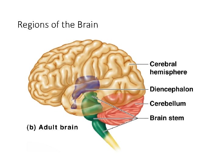 Regions of the Brain 