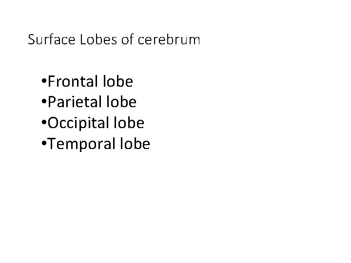 Surface Lobes of cerebrum • Frontal lobe • Parietal lobe • Occipital lobe •