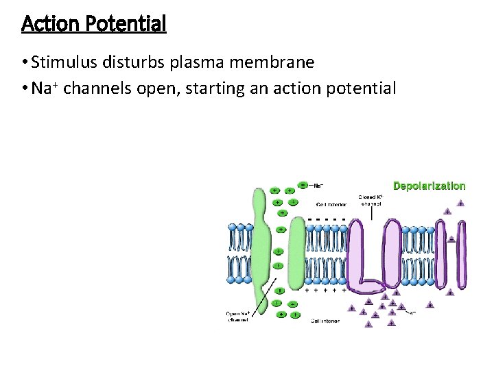 Action Potential • Stimulus disturbs plasma membrane • Na+ channels open, starting an action