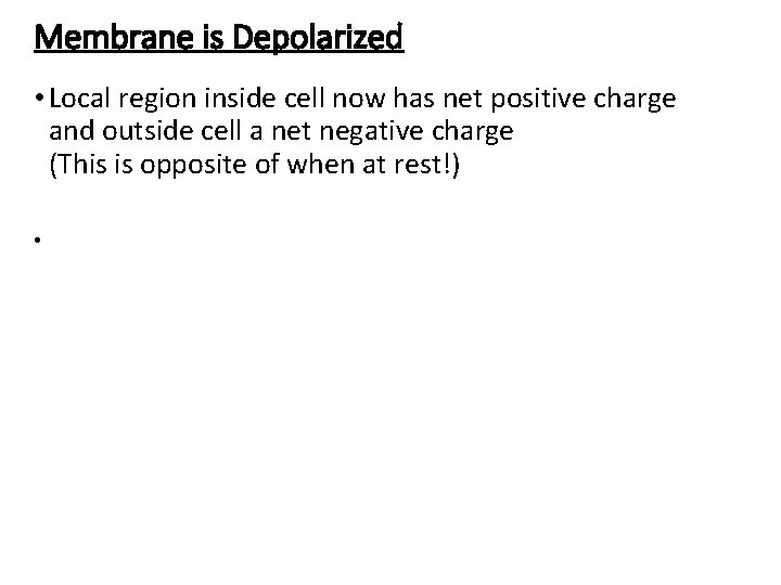 Membrane is Depolarized • Local region inside cell now has net positive charge and