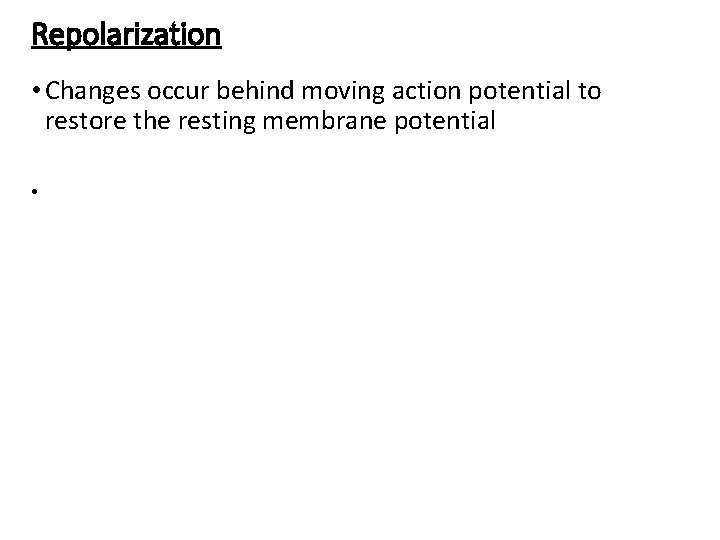 Repolarization • Changes occur behind moving action potential to restore the resting membrane potential