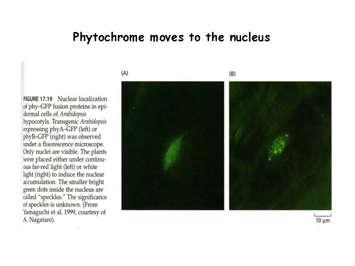 Phytochrome moves to the nucleus 