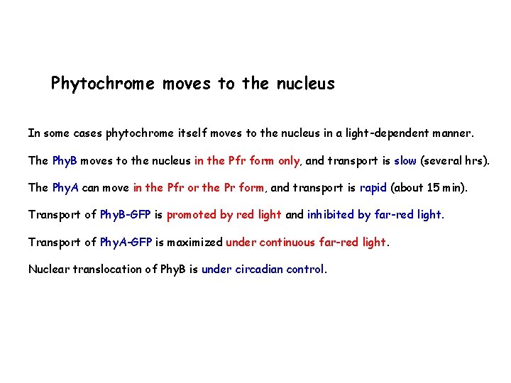 Phytochrome moves to the nucleus In some cases phytochrome itself moves to the nucleus