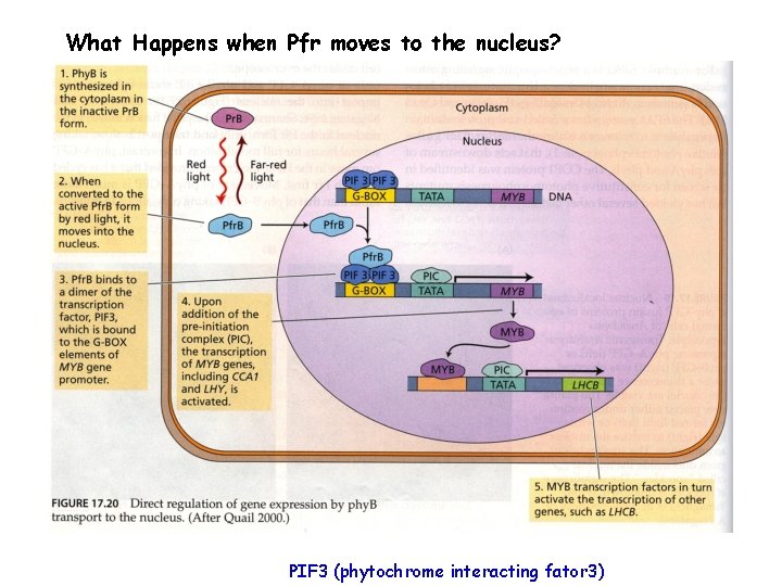 What Happens when Pfr moves to the nucleus? PIF 3 (phytochrome interacting fator 3)