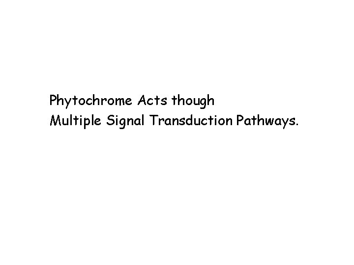 Phytochrome Acts though Multiple Signal Transduction Pathways. 