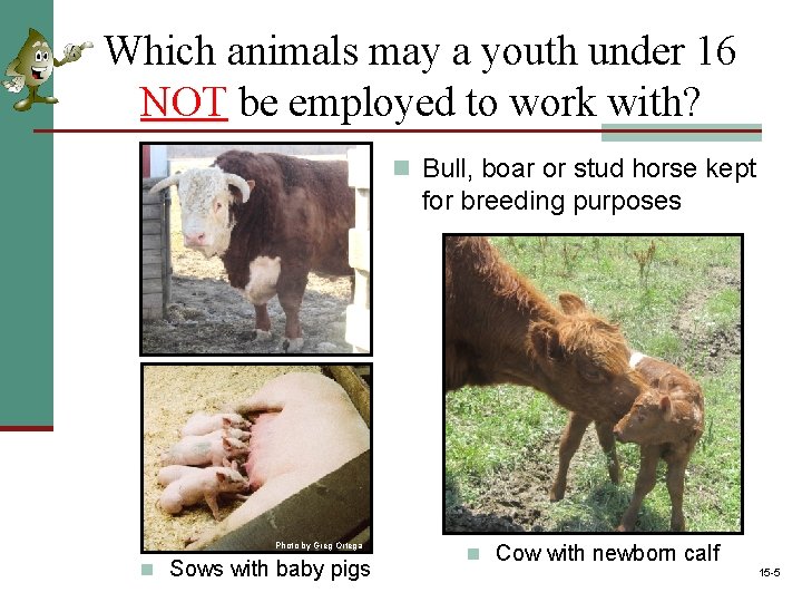 Which animals may a youth under 16 NOT be employed to work with? n