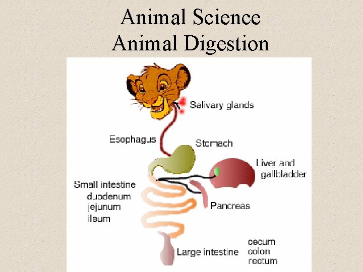 Animal Science Animal Digestion 