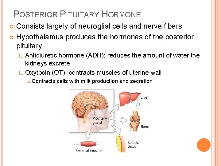 POSTERIOR PITUITARY HORMONE Consists largely of neuroglial cells and nerve fibers Hypothalamus produces the