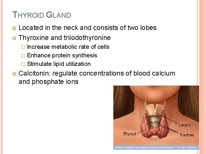 THYROID GLAND Located in the neck and consists of two lobes Thyroxine and triiodothyronine