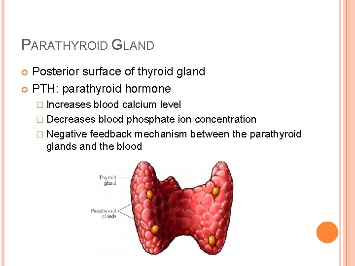 PARATHYROID GLAND Posterior surface of thyroid gland PTH: parathyroid hormone � Increases blood calcium