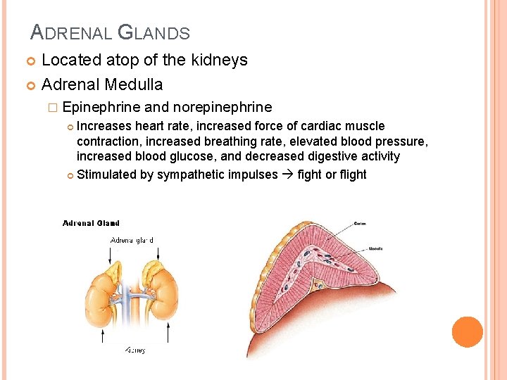 ADRENAL GLANDS Located atop of the kidneys Adrenal Medulla � Epinephrine and norepinephrine Increases ADRENAL GLANDS Located atop of the kidneys Adrenal Medulla � Epinephrine and norepinephrine Increases