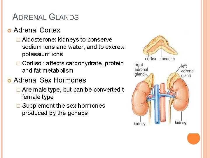 ADRENAL GLANDS Adrenal Cortex � Aldosterone: kidneys to conserve sodium ions and water, and