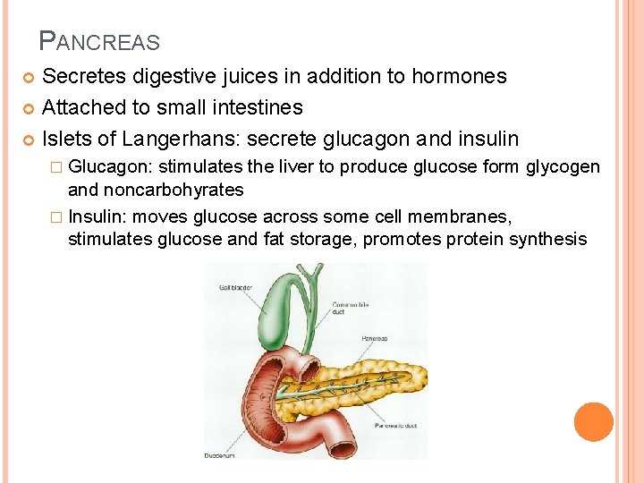 PANCREAS Secretes digestive juices in addition to hormones Attached to small intestines Islets of