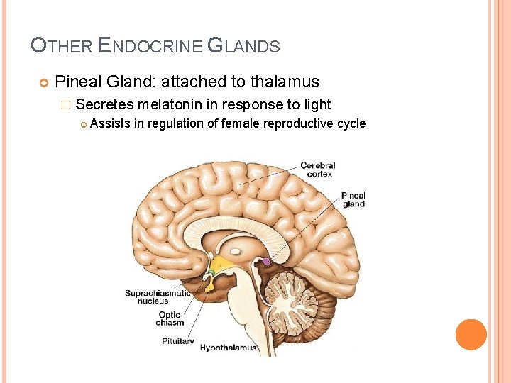 OTHER ENDOCRINE GLANDS Pineal Gland: attached to thalamus � Secretes melatonin in response to