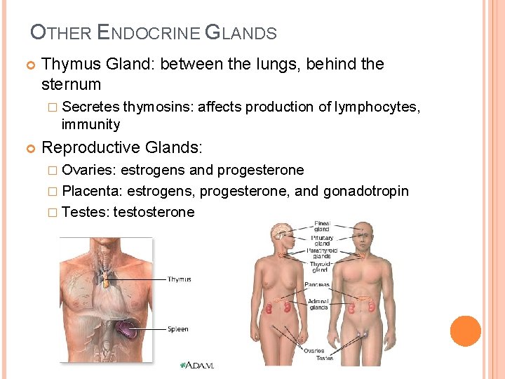 OTHER ENDOCRINE GLANDS Thymus Gland: between the lungs, behind the sternum � Secretes thymosins: