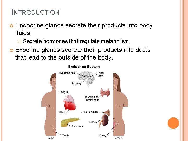 INTRODUCTION Endocrine glands secrete their products into body fluids. � Secrete hormones that regulate