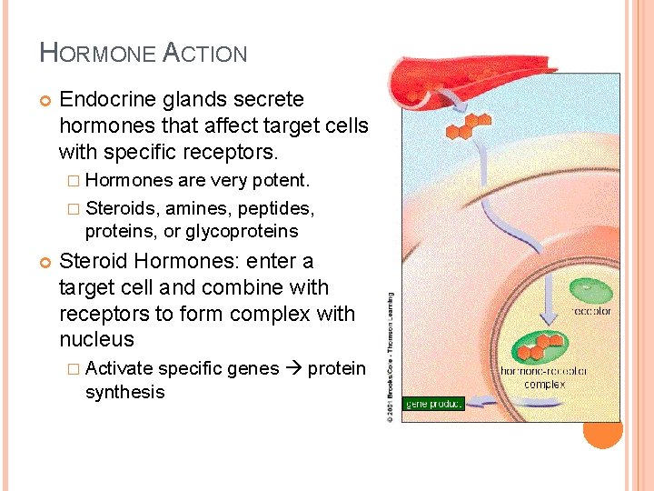 HORMONE ACTION Endocrine glands secrete hormones that affect target cells with specific receptors. �