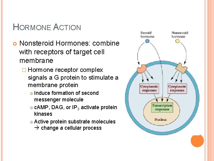 HORMONE ACTION Nonsteroid Hormones: combine with receptors of target cell membrane � Hormone receptor