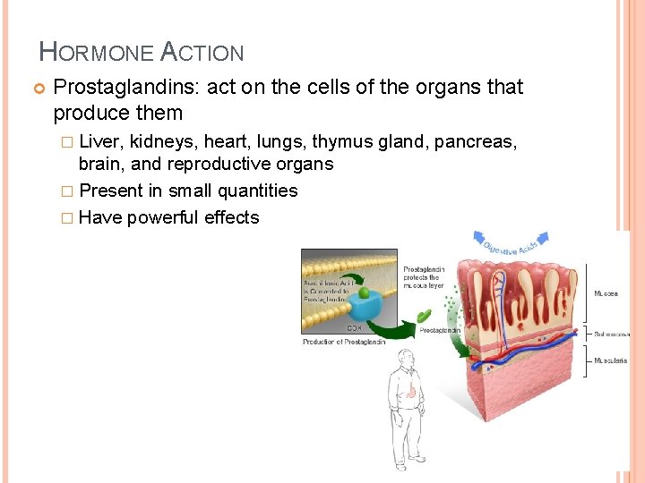 HORMONE ACTION Prostaglandins: act on the cells of the organs that produce them �