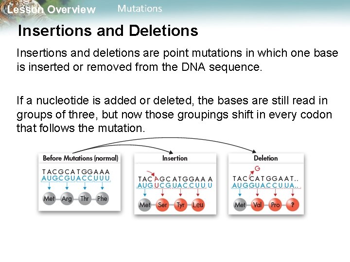 Lesson Overview Mutations Insertions and Deletions Insertions and deletions are point mutations in which