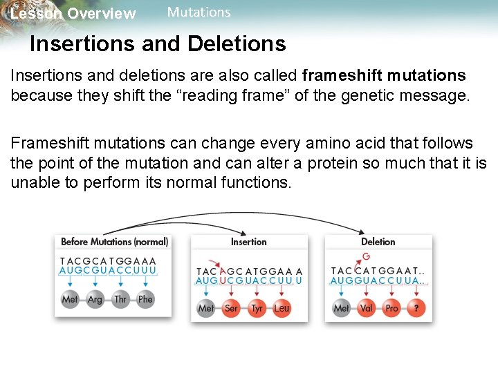 Lesson Overview Mutations Insertions and Deletions Insertions and deletions are also called frameshift mutations