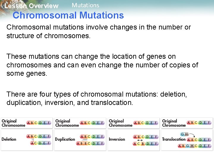 Lesson Overview Mutations Chromosomal mutations involve changes in the number or structure of chromosomes.