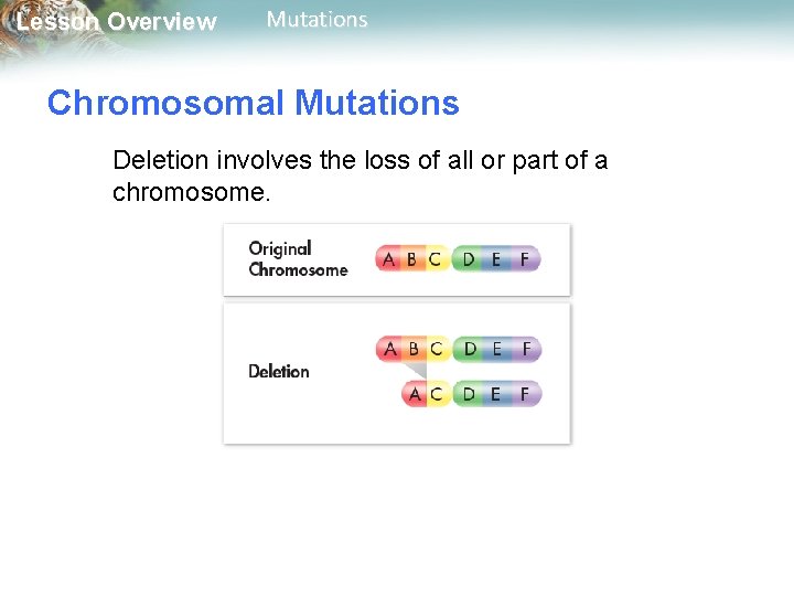 Lesson Overview Mutations Chromosomal Mutations Deletion involves the loss of all or part of