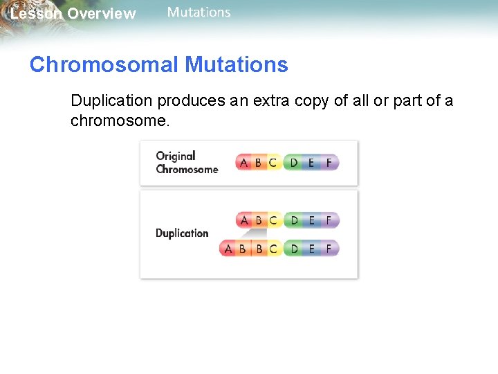 Lesson Overview Mutations Chromosomal Mutations Duplication produces an extra copy of all or part