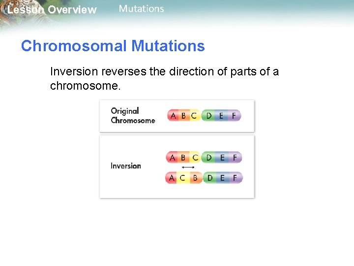 Lesson Overview Mutations Chromosomal Mutations Inversion reverses the direction of parts of a chromosome.