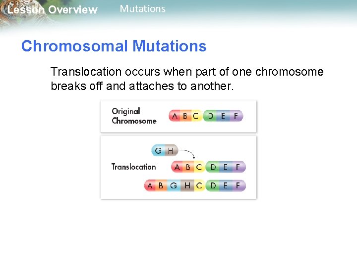 Lesson Overview Mutations Chromosomal Mutations Translocation occurs when part of one chromosome breaks off