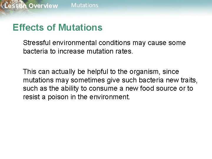 Lesson Overview Mutations Effects of Mutations Stressful environmental conditions may cause some bacteria to
