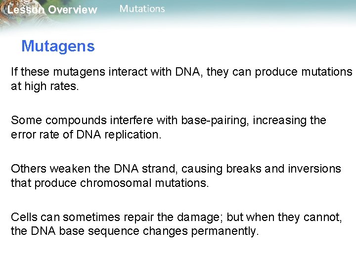 Lesson Overview Mutations Mutagens If these mutagens interact with DNA, they can produce mutations