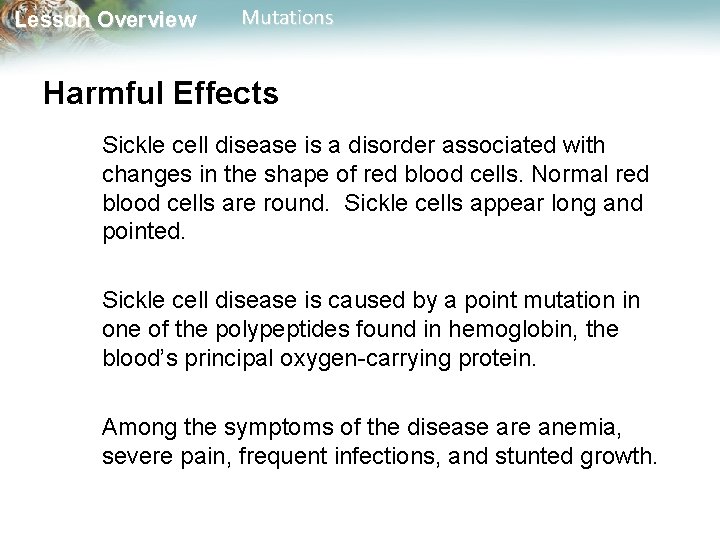 Lesson Overview Mutations Harmful Effects Sickle cell disease is a disorder associated with changes