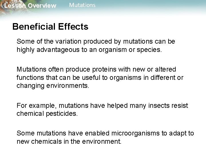 Lesson Overview Mutations Beneficial Effects Some of the variation produced by mutations can be