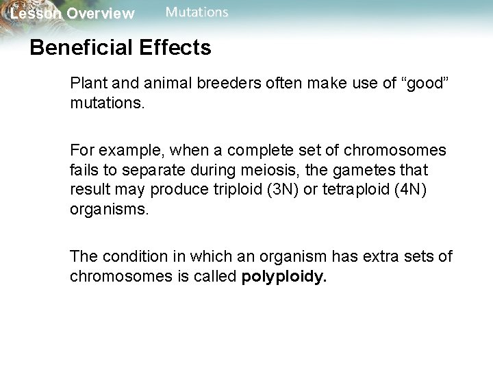 Lesson Overview Mutations Beneficial Effects Plant and animal breeders often make use of “good”
