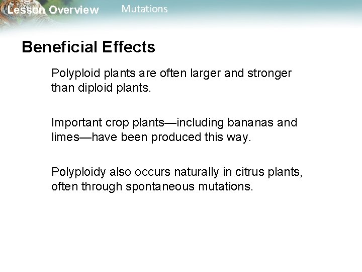 Lesson Overview Mutations Beneficial Effects Polyploid plants are often larger and stronger than diploid