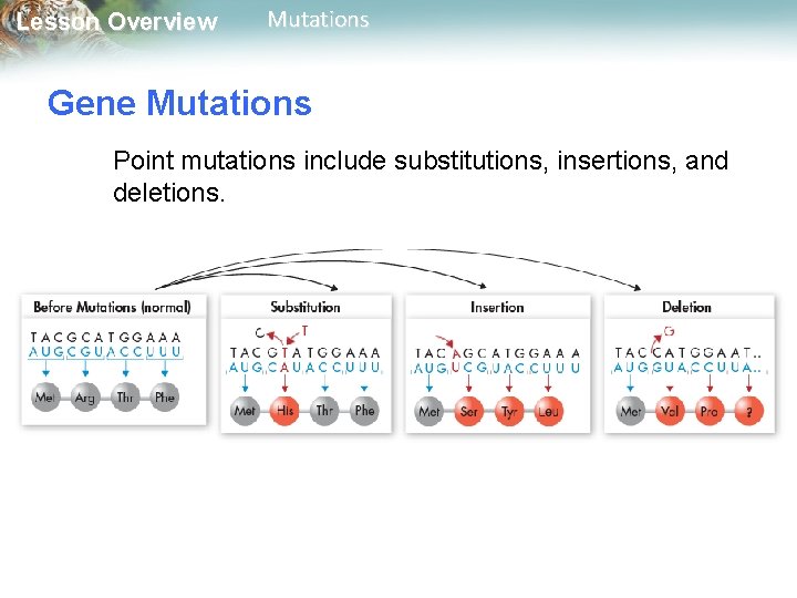 Lesson Overview Mutations Gene Mutations Point mutations include substitutions, insertions, and deletions. 