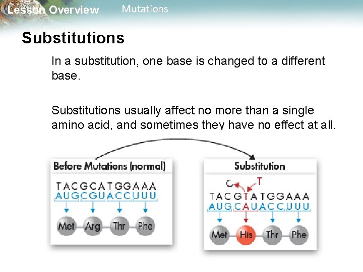 Lesson Overview Mutations Substitutions In a substitution, one base is changed to a different