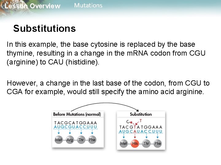 Lesson Overview Mutations Substitutions In this example, the base cytosine is replaced by the