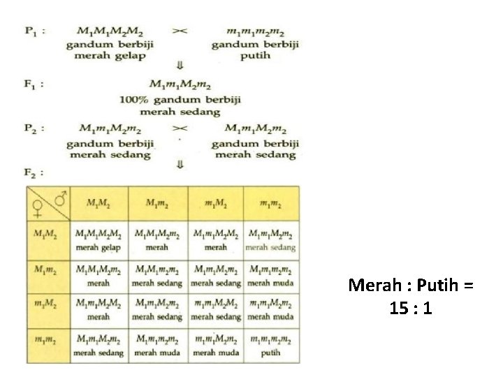 Merah : Putih = 15 : 1 