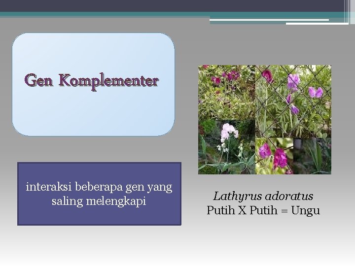 Gen Komplementer interaksi beberapa gen yang saling melengkapi Lathyrus adoratus Putih X Putih =