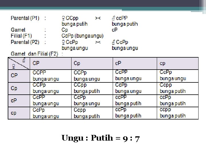 Ungu : Putih = 9 : 7 