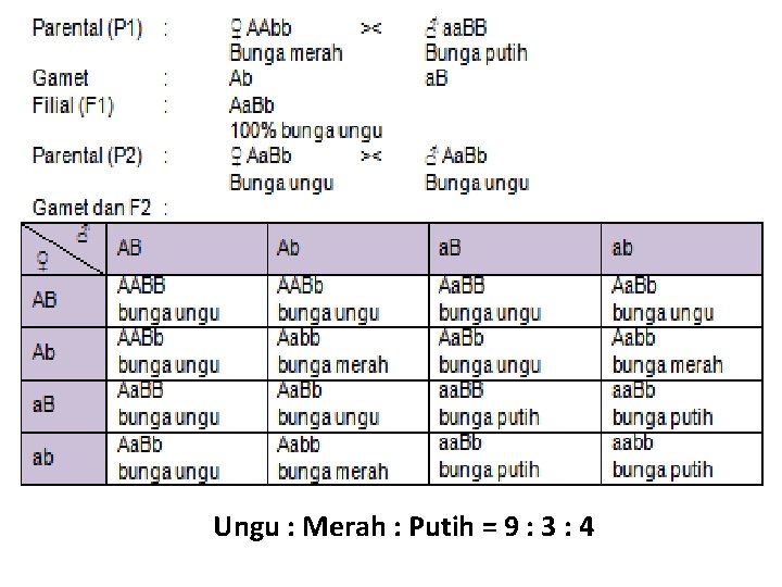 Ungu : Merah : Putih = 9 : 3 : 4 