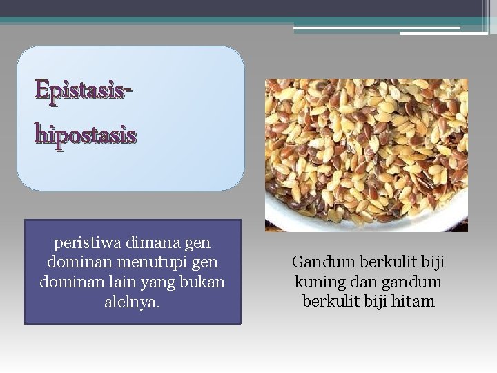 Epistasishipostasis peristiwa dimana gen dominan menutupi gen dominan lain yang bukan alelnya. Gandum berkulit