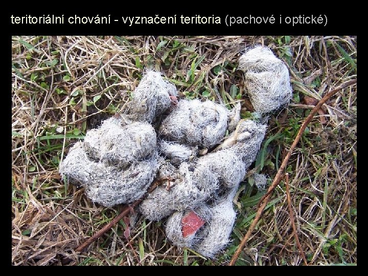 teritoriální chování - vyznačení teritoria (pachové i optické) 