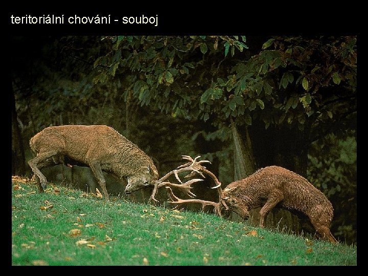 teritoriální chování - souboj 